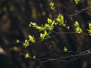 green leaves in the forest