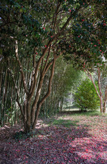 A bush of blooming camellia in the arboretum Southern Cultures. Sirius. Krasnodar Krai. Russia