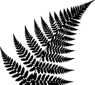 Stunning fern silhouette for elegant botanical designs, perfect for wedding invitations, nature-themed branding, and sophisticated stationery projects