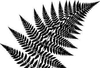 Elegant fern frond silhouette for natural design projects, a timeless botanical element perfect for logos, patterns, and artistic compositions © Vectors Studio