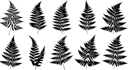 Stunning collection of diverse fern frond silhouettes perfect for elegant botanical design projects © Vectors Studio