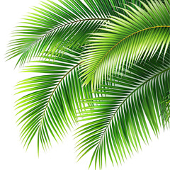 Fototapeta premium Realistic Palm Tree Leaves Foreground Isolated on transparent background 