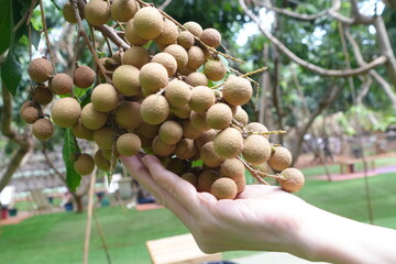 The farmer's female hand holds a bunch of fresh, sweet longan fruit in the orchard.