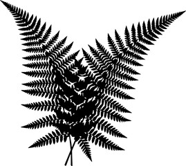 Elegant fern fronds botanical art, graceful nature design element ideal for print, web, or branding with a touch of timeless natural sophistication