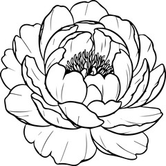 Elegant peony bloom illustration perfect for invitations, branding, or sophisticated floral designs, originally a scalable vector graphic for versatile use
