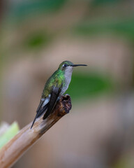 Naklejka premium Cuban emerald