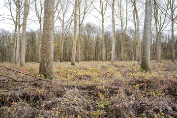 Field with big outgrown trees ready for cutdown.