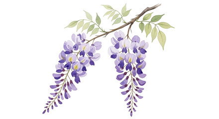 Fototapeta premium Watercolor wisteria flowers and leaves on black background floral purple