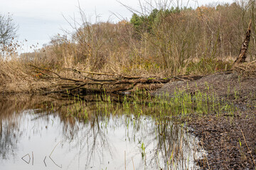 fallen tree and growing greens in water. 