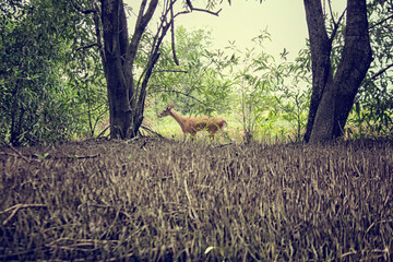 Roe deer in forest