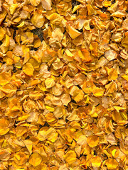 Texture of fallen leaves, autumn wallpaper