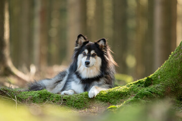 Chien de type Finnish Lapphund couché dans une forêt - portrait animalier naturel