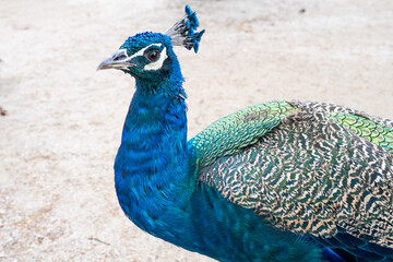 A vibrant peacock stands proudly with iridescent blue and green feathers, showcasing detailed patterns and elegant plumage in a bright outdoor setting full of natural beauty.