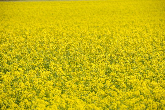 Champ de colza jaune vif en pleine floraison