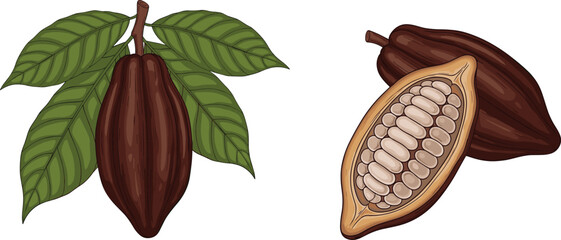 Naklejka premium Cocoa pods on a branch and a halved cocoa pod with beans on white background cacao fruit