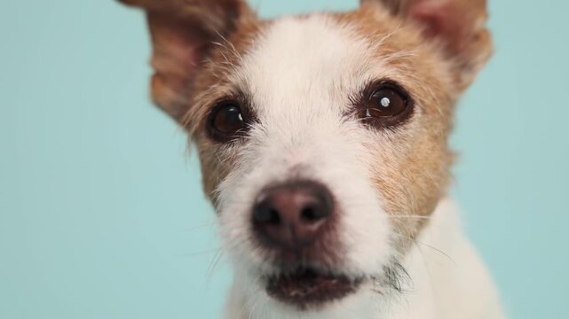 Partial side view of a Jack Russell dog eye and fur textures in a detailed studio close-up.