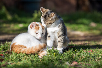 Two cats grooming outdoors on grass &mdash; tabby and white-ginger domestic cats