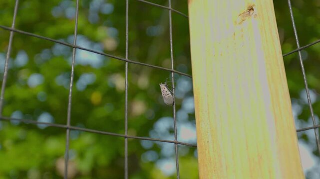 A spotted lantern fly slowly climbs up a garden fence.
