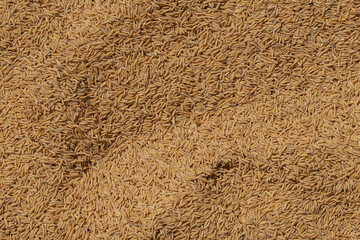 Golden organic rice grain background