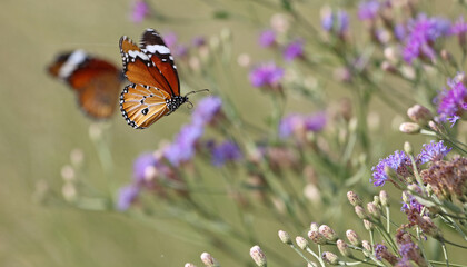 Monarch Butterfly in flight, Okavango Delta, Botswana
