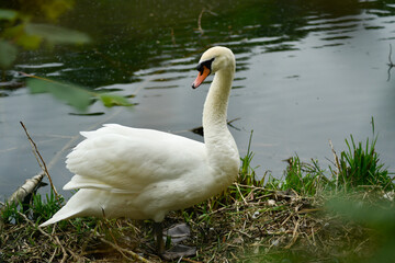A white Mute Swan stands close-up on the bank of a grey, still pond or river, surrounded by grass and dry sticks during springtime.