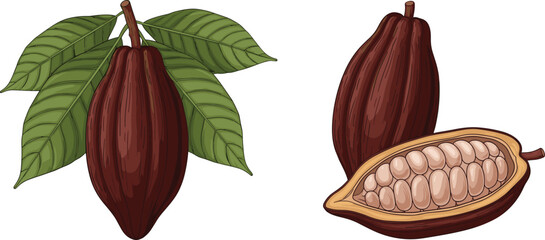 Naklejka premium Two dark brown cocoa pods, one on a branch with green leaves, and a halved pod cacao bean