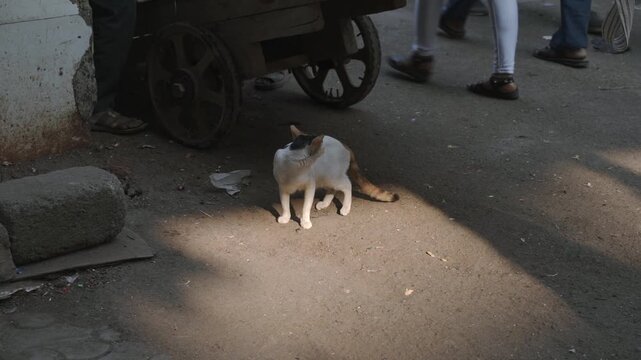Mumbai's slums, notably Dharavi Stray cat eating food on a dirty urban street in India. Animal survival, street life, hunger and coexistence of animals and humans documented in natural daylight.