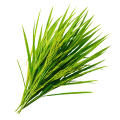 Fototapeta premium Rice Plant on Isolated Background