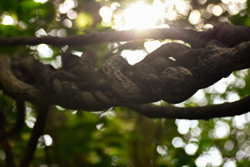 Living roots of a tree. Such many roots were naturally made a living bridge in the state of Meghalaya in India. 