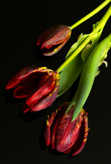 Piękne, czerwone Tulipany na czarnym tle, tapeta, dekoracja, zaproszenie.