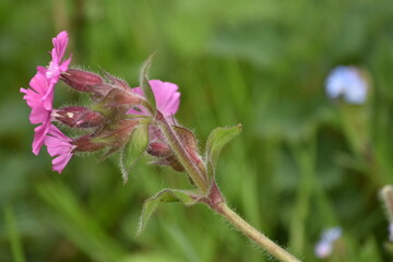 pink flower on green background