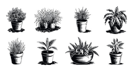 Collection of eight potted houseplant varieties rendered in a vintage woodcut style, perfect for botanical themes, gardening inspiration, or interior decor visuals