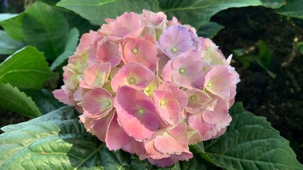 Hydrangeas in various colors are blooming beautifully.