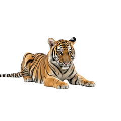 Obraz premium Tiger lying down with black background animal feline