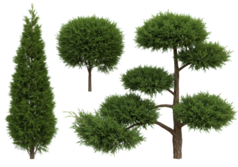 four perfectly pruned coniferous juniper shrubs, varying forms (conical, globular, spreading), hyper-realistic studio photo on a transparent background, razor-sharp focus, visual study of