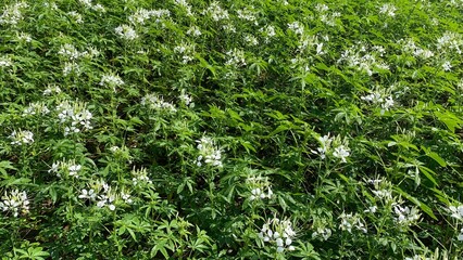 Beautiful flowers in nature, vibrant and cheerful, a perfect blend of nature.