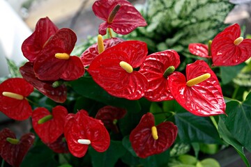 플라밍고,안스리움,