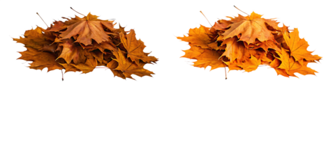 Piles of yellow and orange autumn maple leaves isolated on a transparent background
