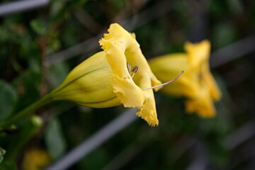 엔젤트럼펫,쟈카란다, 