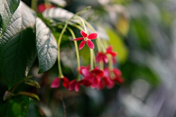 사군자,아메리칸메리골드, 