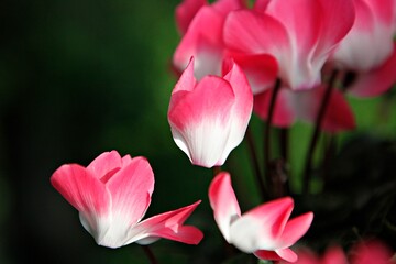 엔젤트럼펫,쟈카란다, 