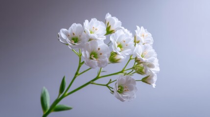 Obraz premium Delicate White Flowers on a Soft Gray Background Emphasizing Natural Beauty and Serenity in Floral Design, Perfect for Backgrounds and Arrangements
