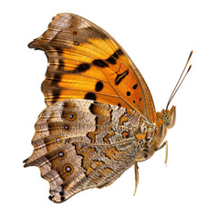 Orange and brown butterfly with black spots on black background insect