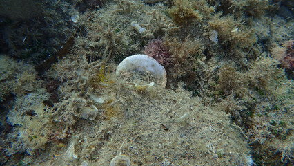 Violet bittersweet (Glycymeris nummaria) shell on sea bottom, Ligurian Sea, Italy, Imperia © Alexey