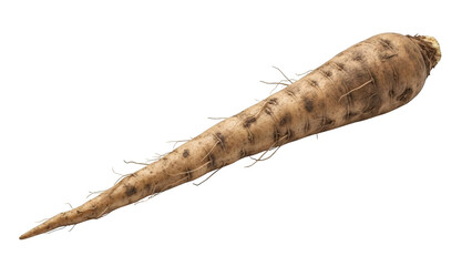 Single parsnip root vegetable with fine roots and dark spots on black background