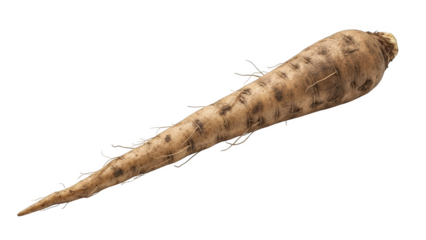 Single parsnip root vegetable with fine roots and dark spots on black background