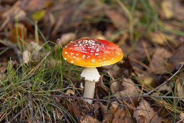 Beautiful fly agaric mushroom on the forest floor, shiny fly agaric mushroom with red cap and white spots, red poisonous mushroom surrounded by leaves and grass, Amanita muscaria