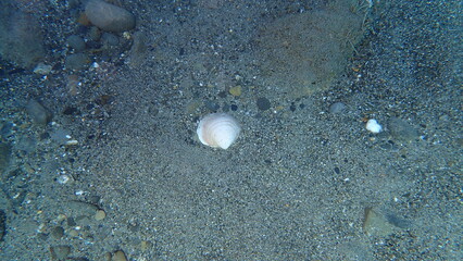 Violet bittersweet (Glycymeris nummaria) shell on sea bottom, Ligurian Sea, Italy, Imperia © Alexey