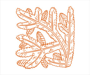 Whimsical Christmas tree branch with cones is hand drawn. Wild nature, forest.