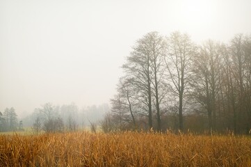 Tall Grass and Forest Backdrop.A mystical autumn morning. View over tall, golden grass and bare trees against dense fog illuminated by sun rays golden hour